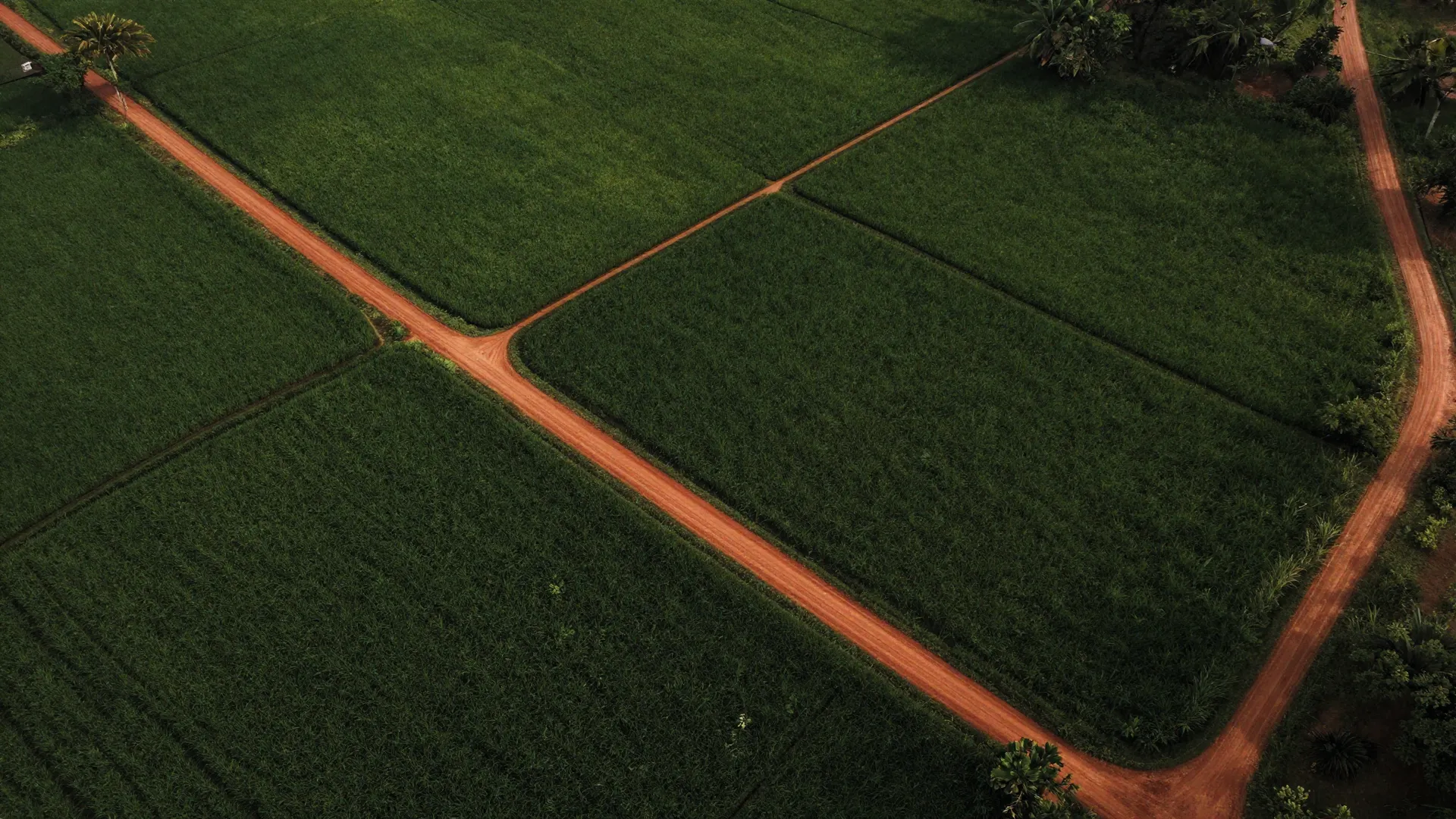 Paddy — Polonnaruwa