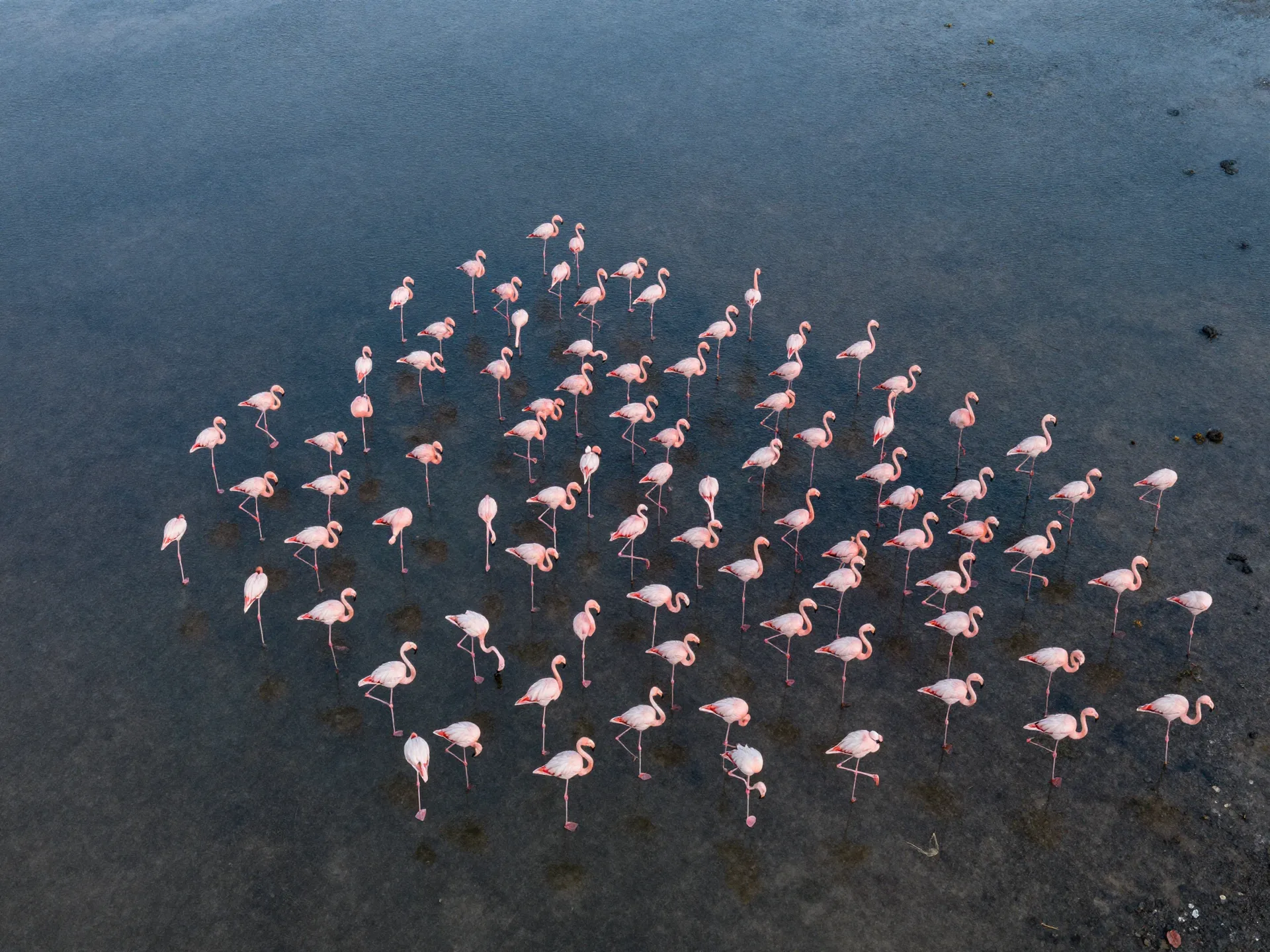 Flamingo — Mannar