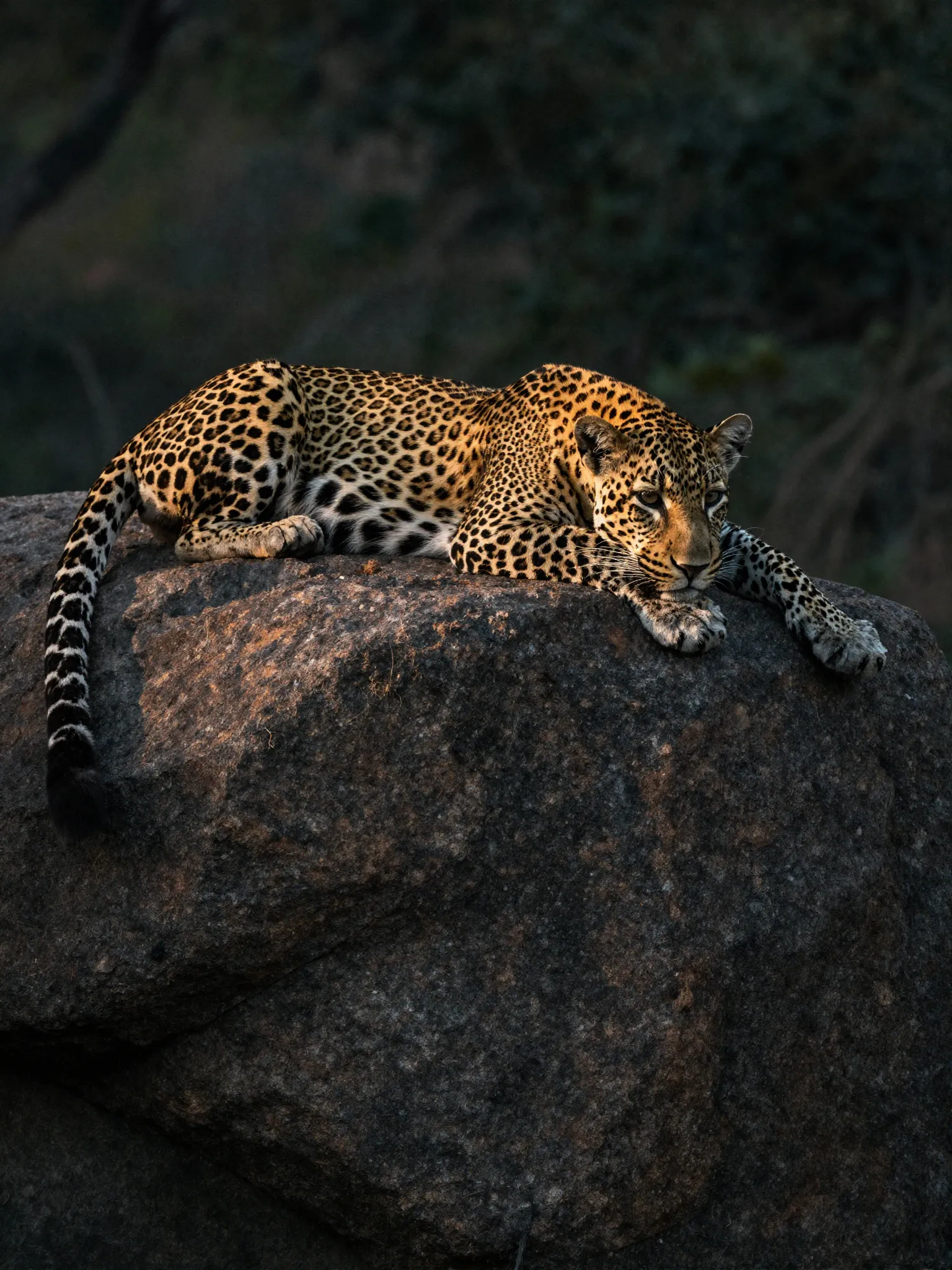 Leopard — Yala