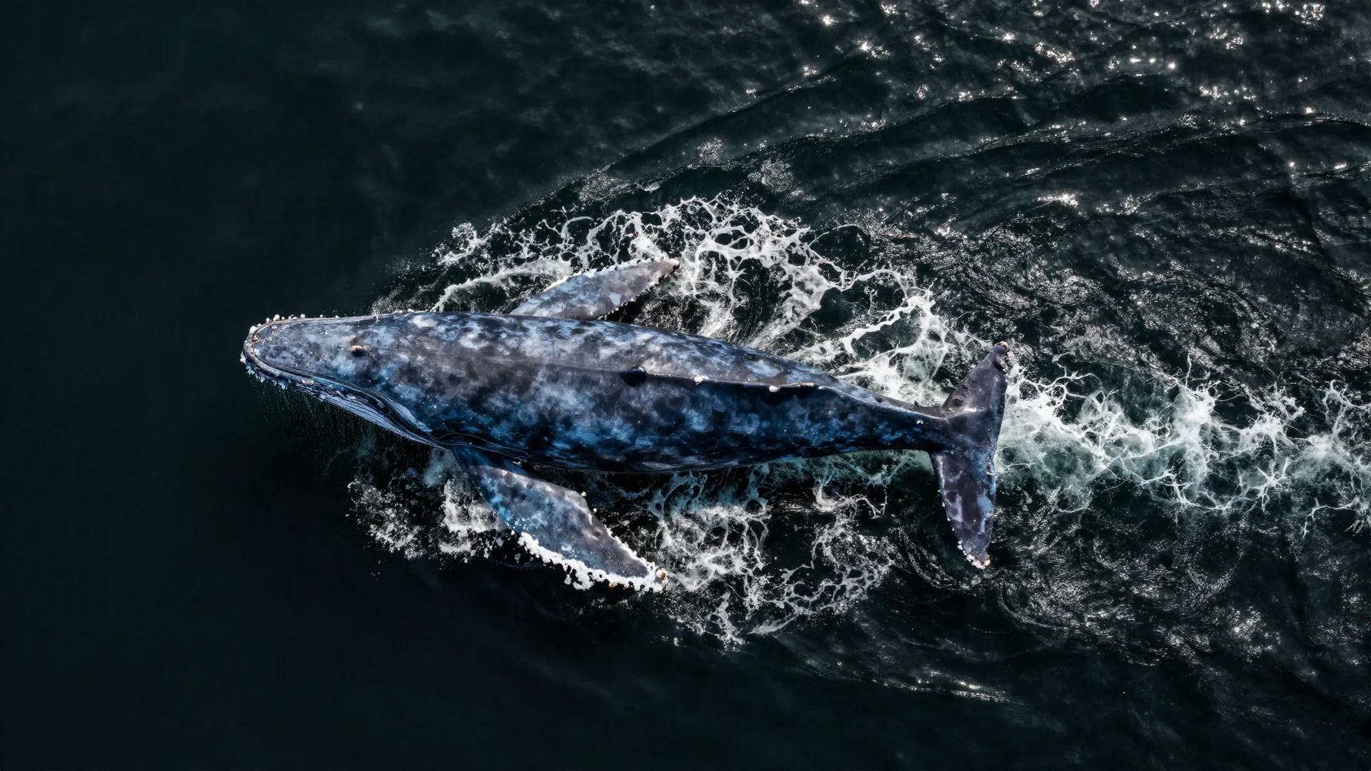 Whale — Mirissa